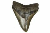Serrated, Fossil Megalodon Tooth - South Carolina #180946-1